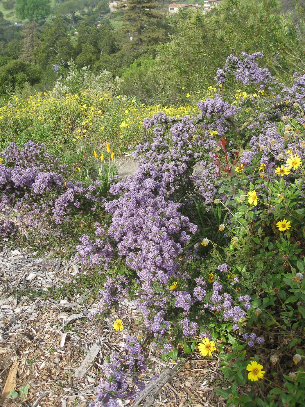 Ceanothus (California Lilac) volunteer on Porter trail