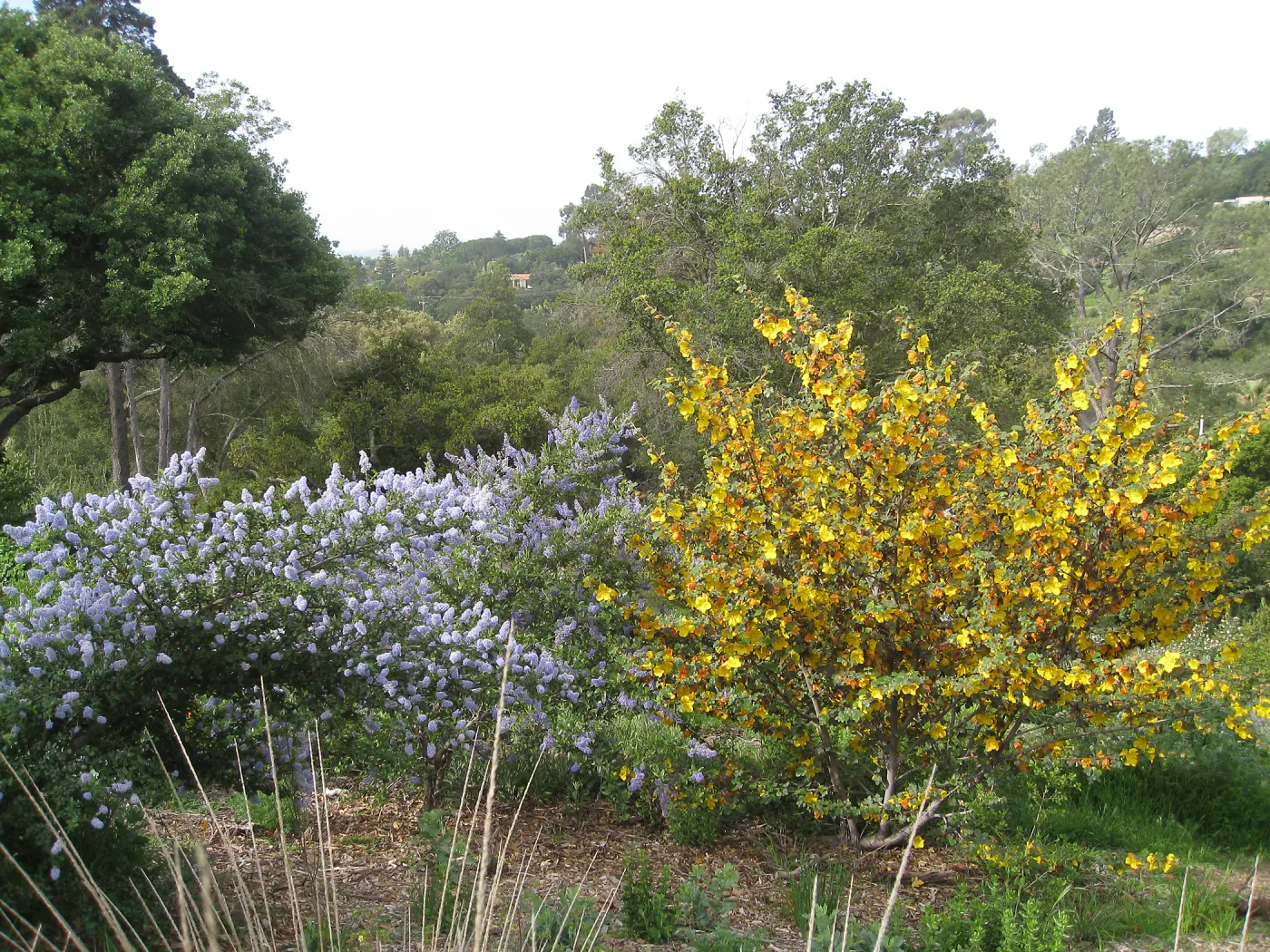 Fremontodendron (Flannelbush) , Ceanothus (California Lilac)Porter Trail