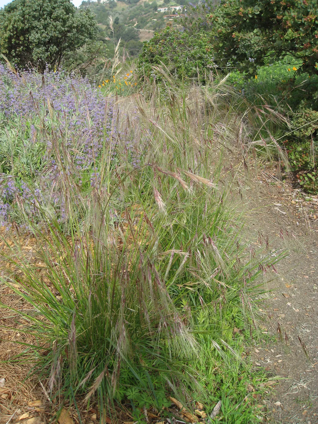Nassella cernua, Porter Trail