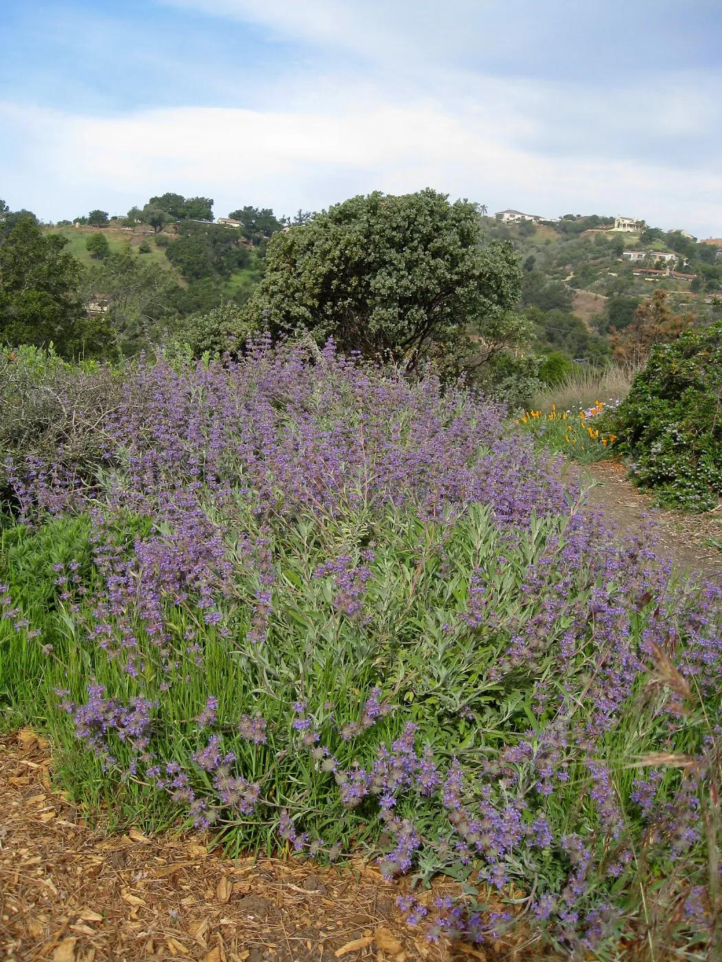 Salvia 'Bee's Bliss', Porter Trail