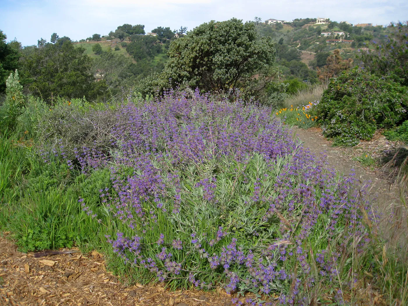Salvia Sage) Bees Bliss, Porter Trail