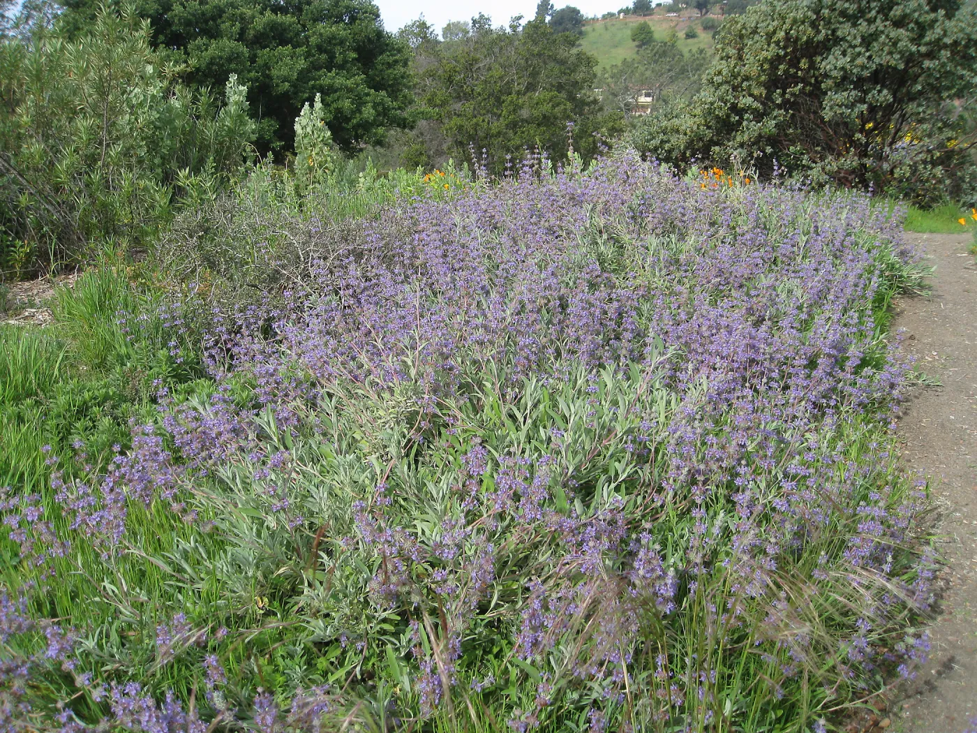 Salvia 'Bee's Bliss', Porter Trail