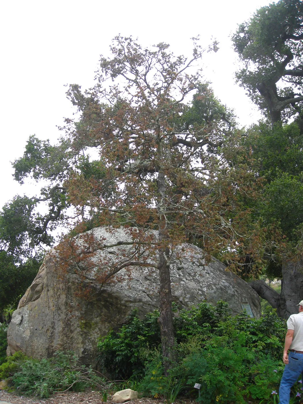 Declining Pseudosuega menziesii by Blakesly Boulder