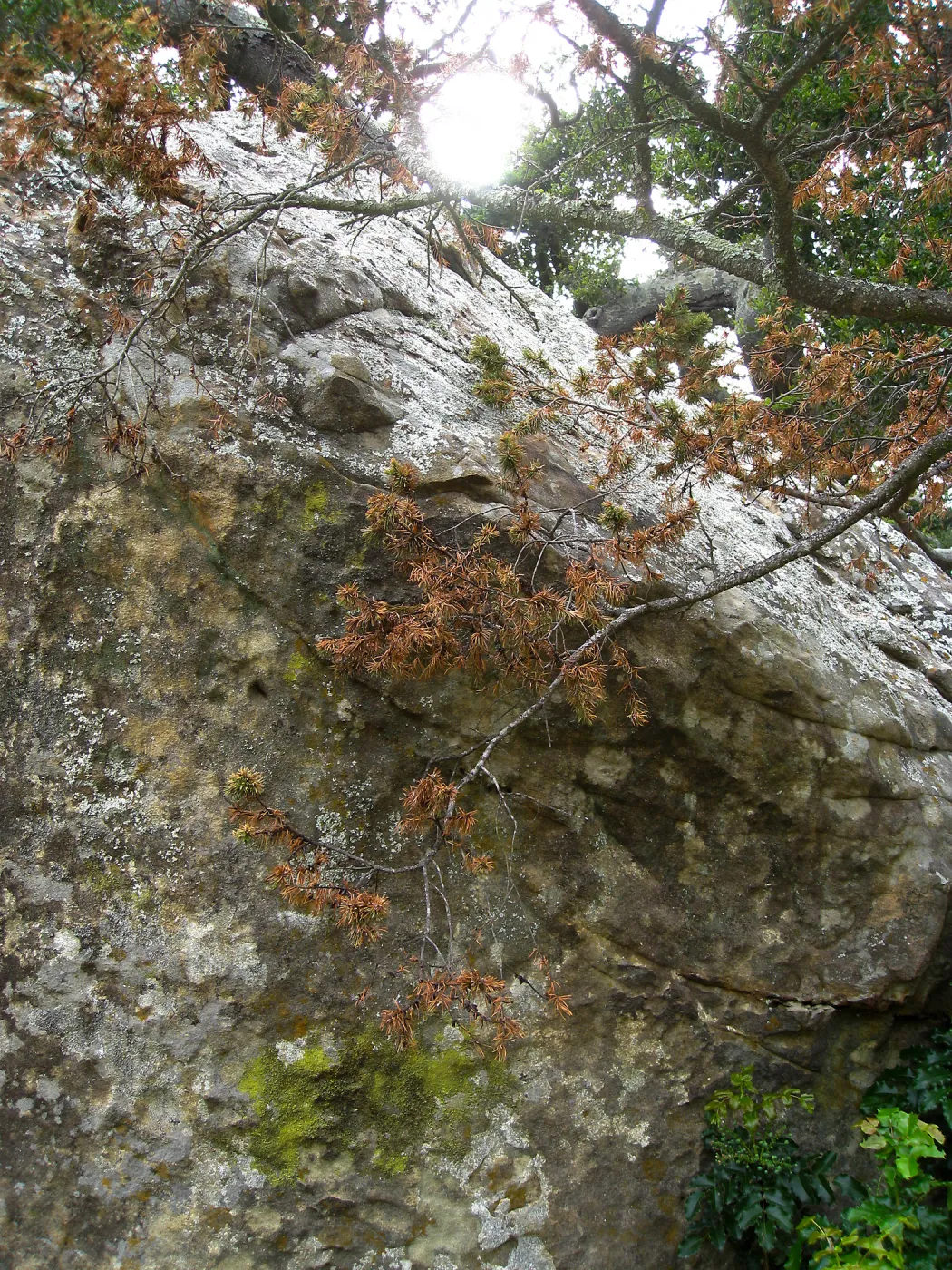 Declining Pseudosuega menziesii by Blakesly Boulder