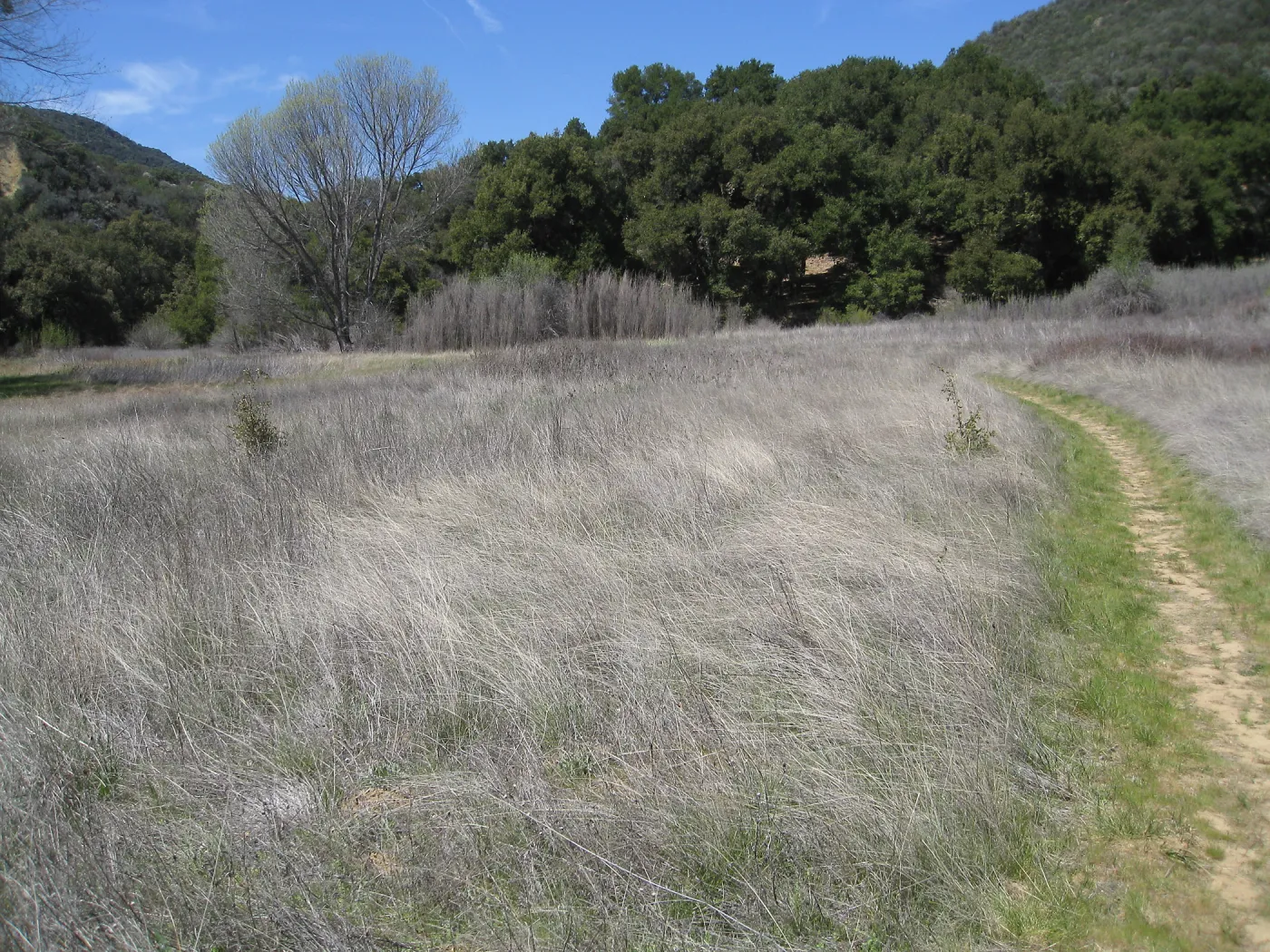 Nassella meadow on trail to Mono Campground off Camuesa Road