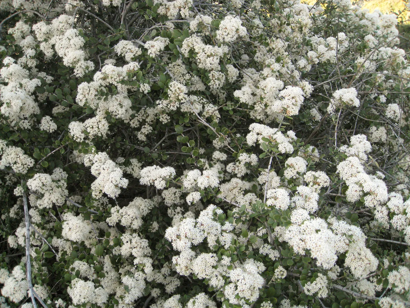 Ceanothus crassifolius, Gibralter Rd