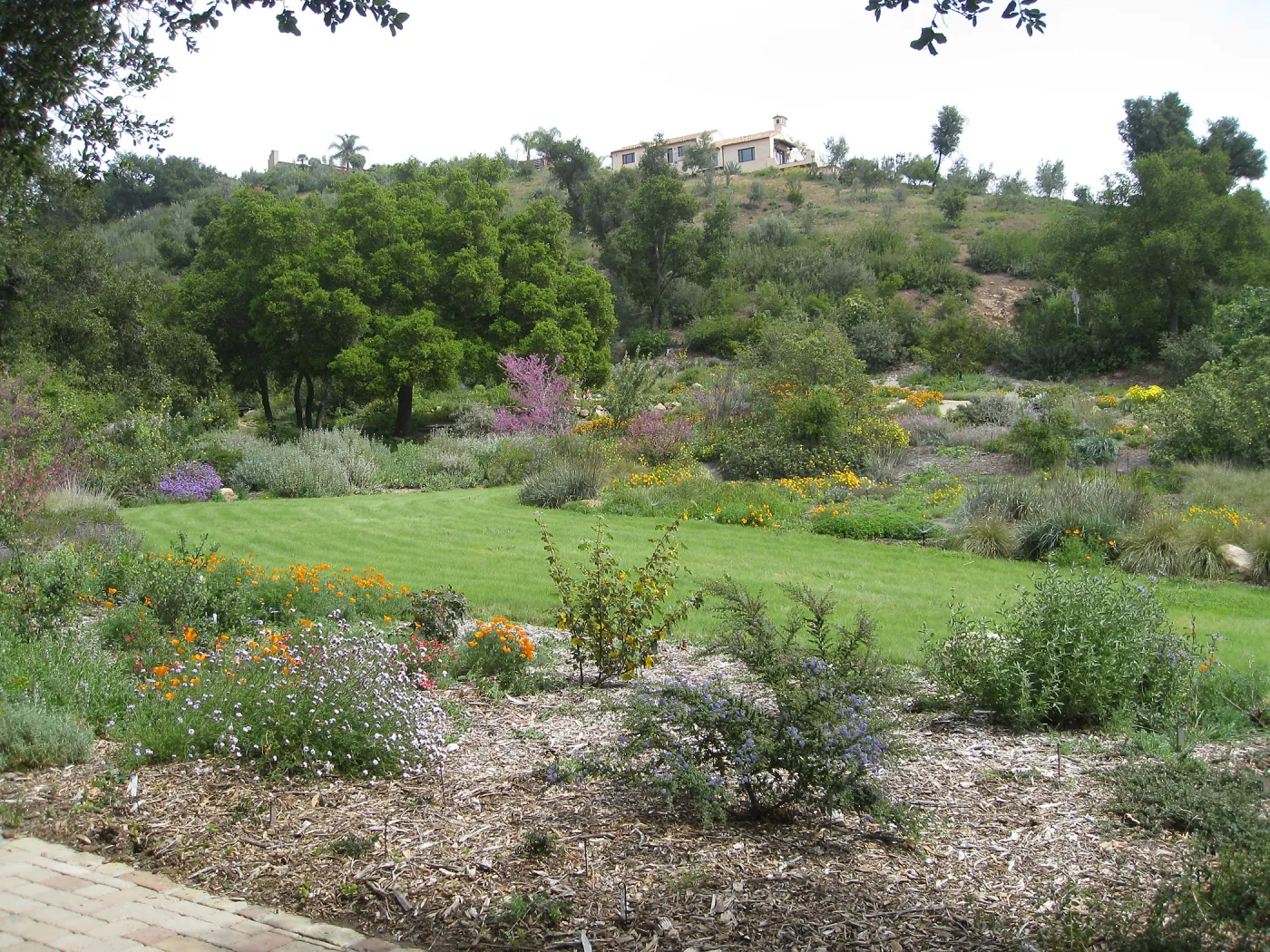 Bouteloua gracilis Hachita lawn at top of Meadow