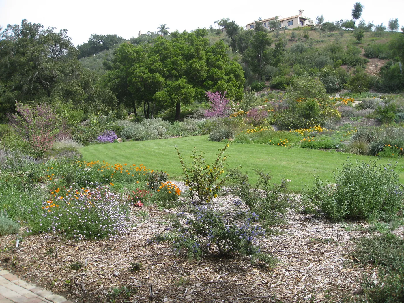 Bouteloua gracilis 'Hachita' lawn at top of Meadow