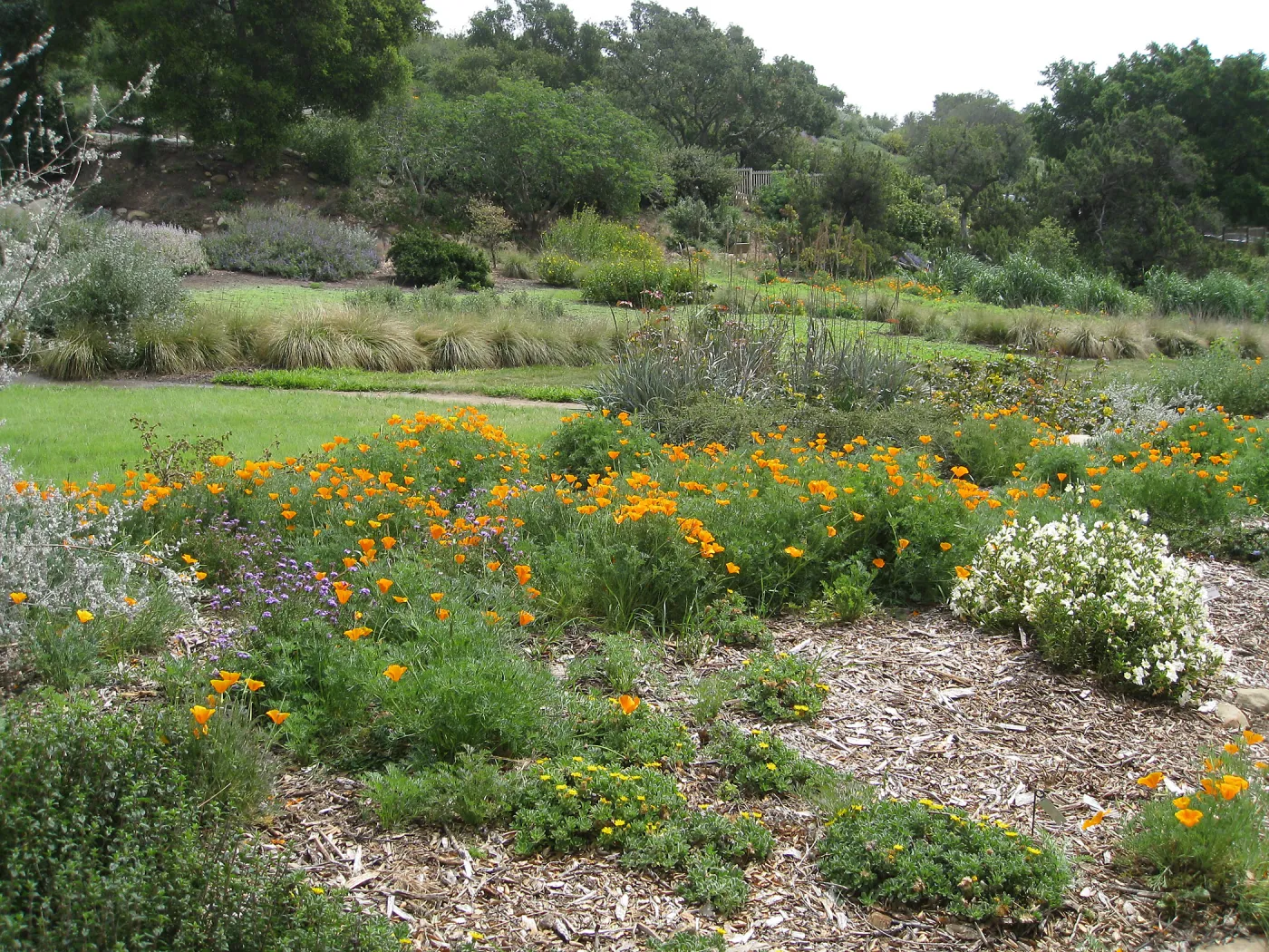 Bouteloua gracilis 'Hachita' lawn at top of Meadow