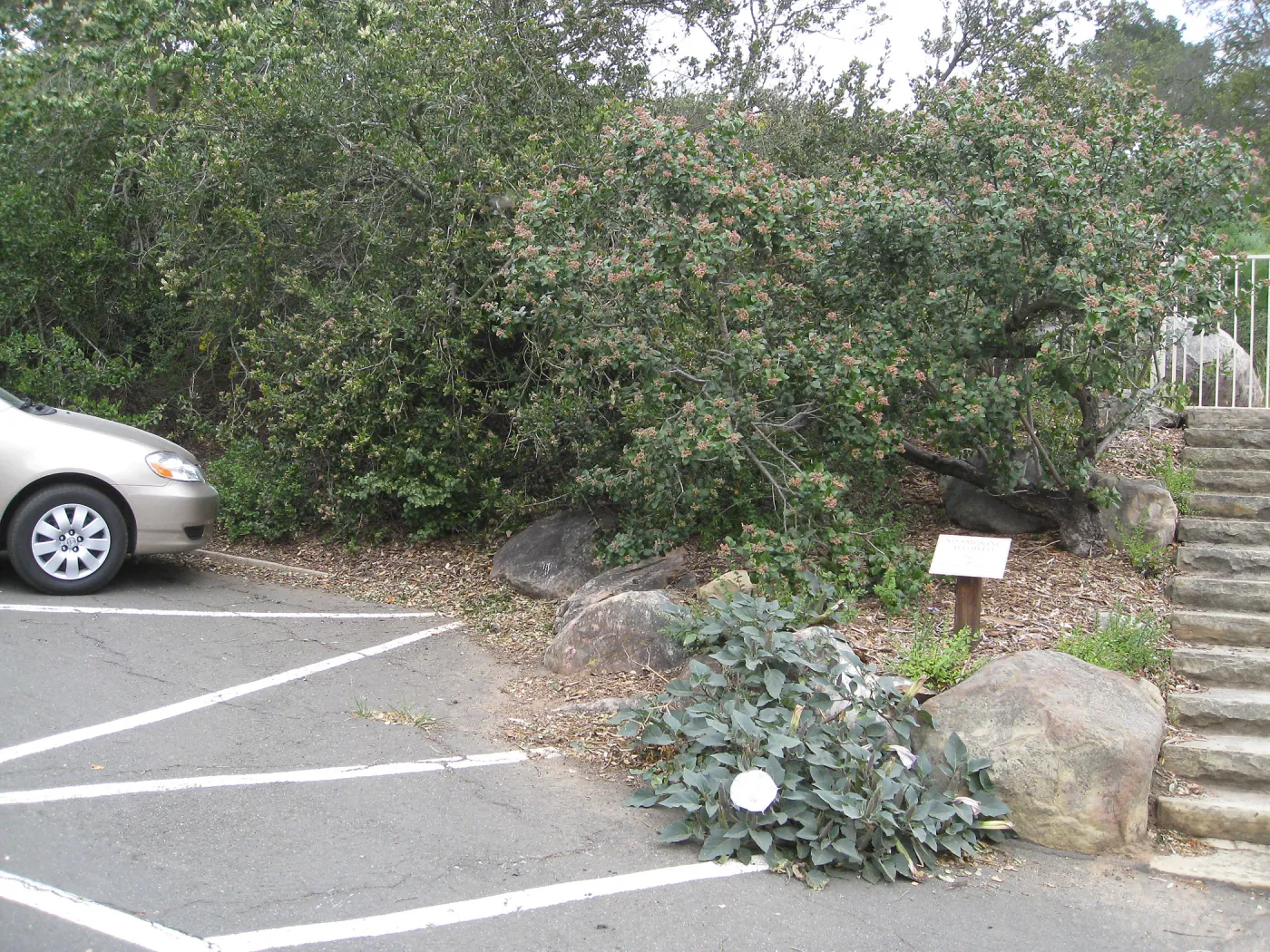 Datura in parking lot, near steps