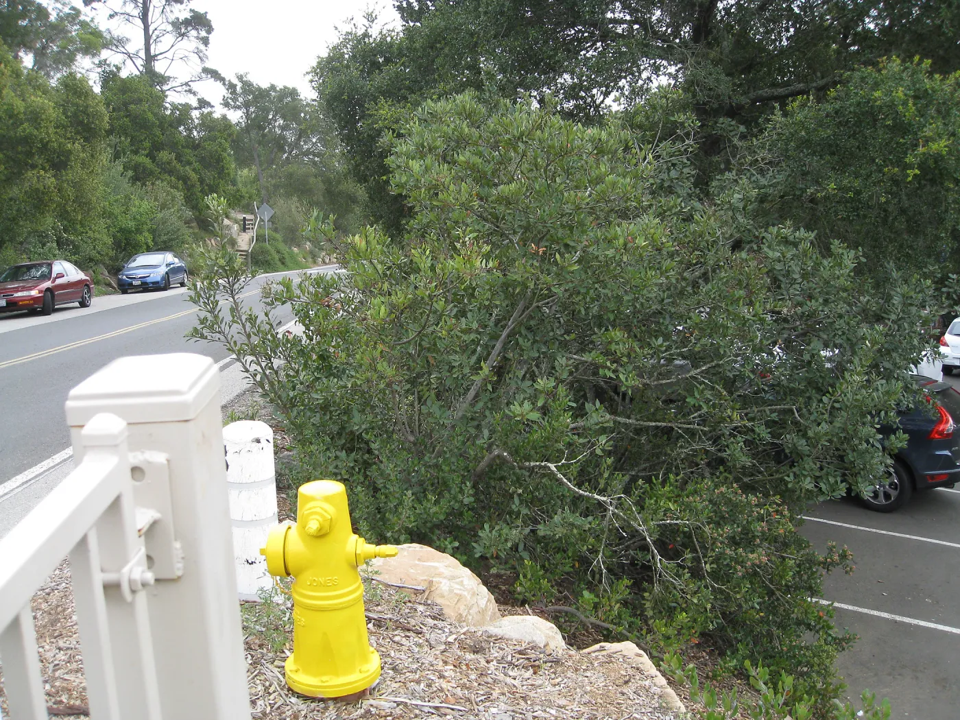 looking across Mission CanyonRd to the Porter Trail steps