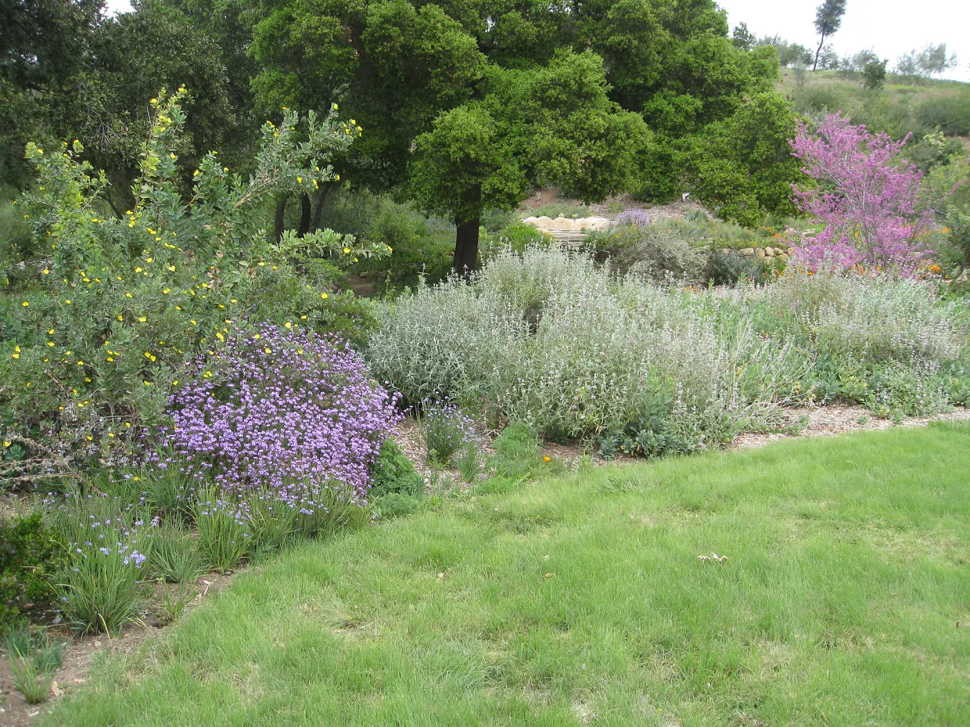 Bouteloua gracilis lawn top of Meadow