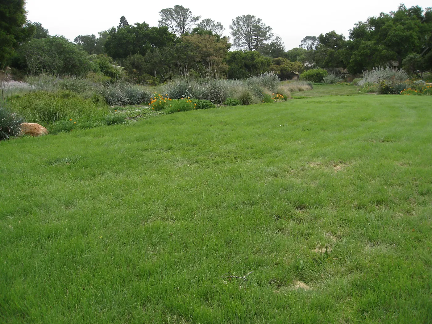 Bouteloua gracilis lawn top of Meadow