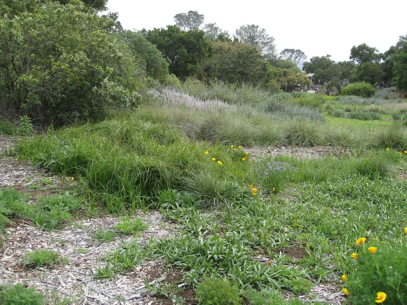 Meadow in bloom