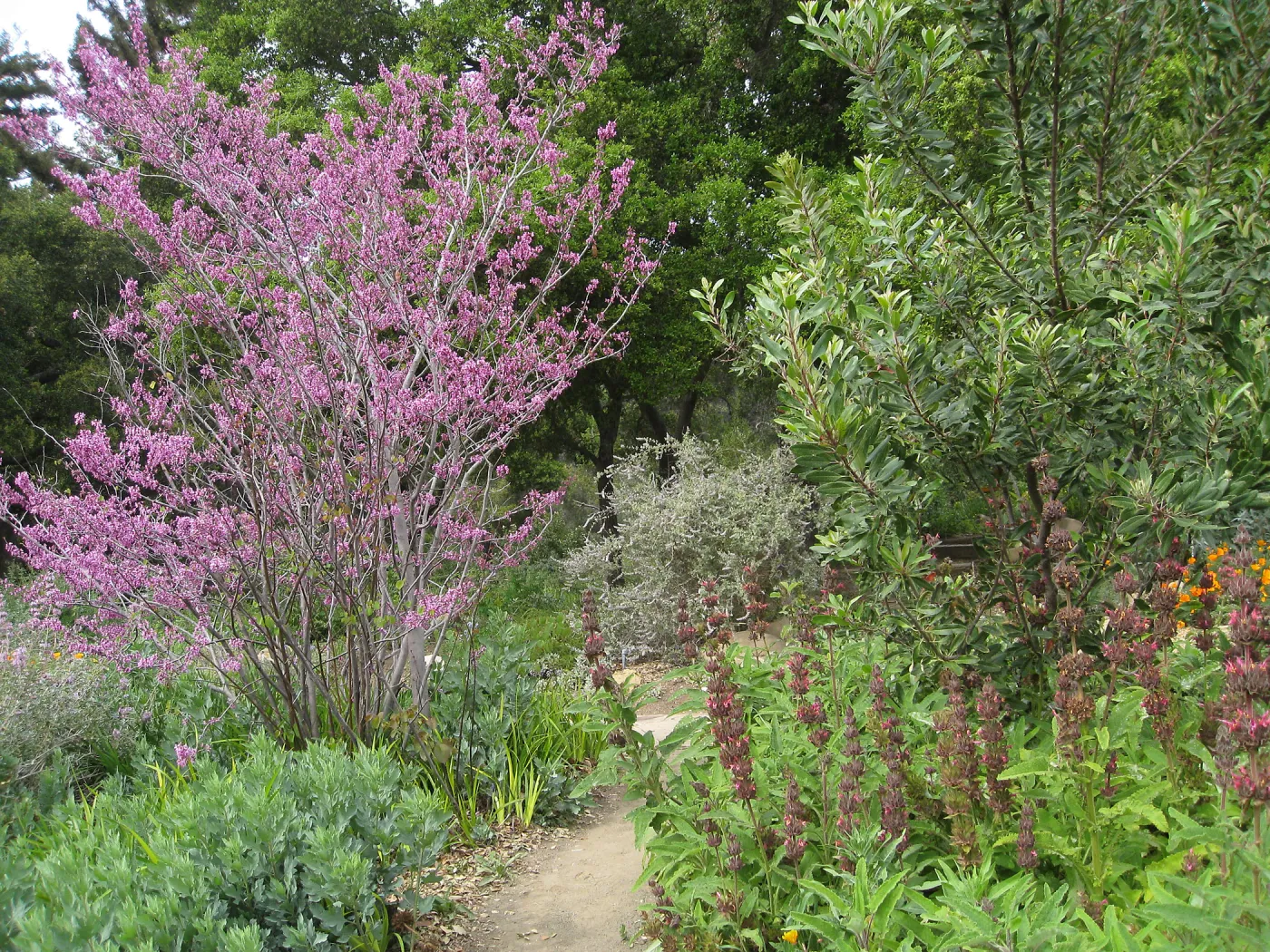 Cercis occidentalis, Salvia (Sage) spathacea, in the upper meadow