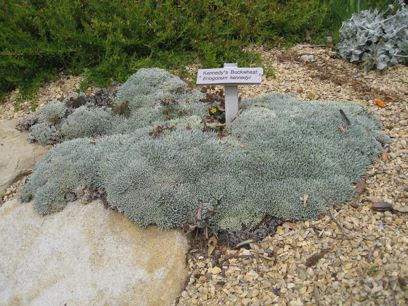 Eriogonum kennedyi, Meadow View