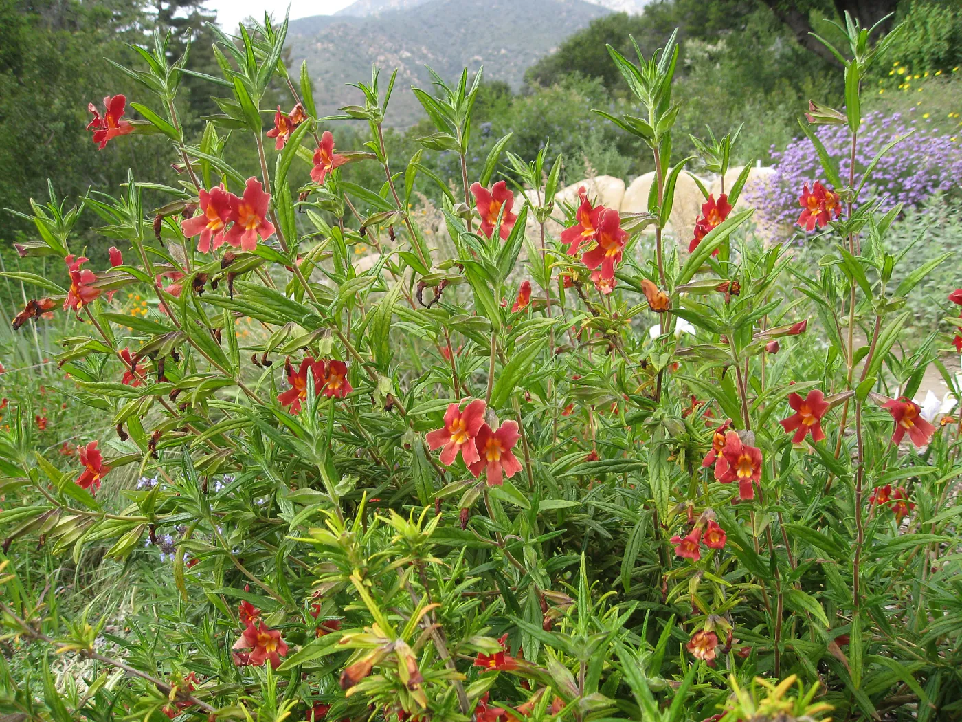 Diplacus 'Jesusita Phoenix', Verbena, Meadow View