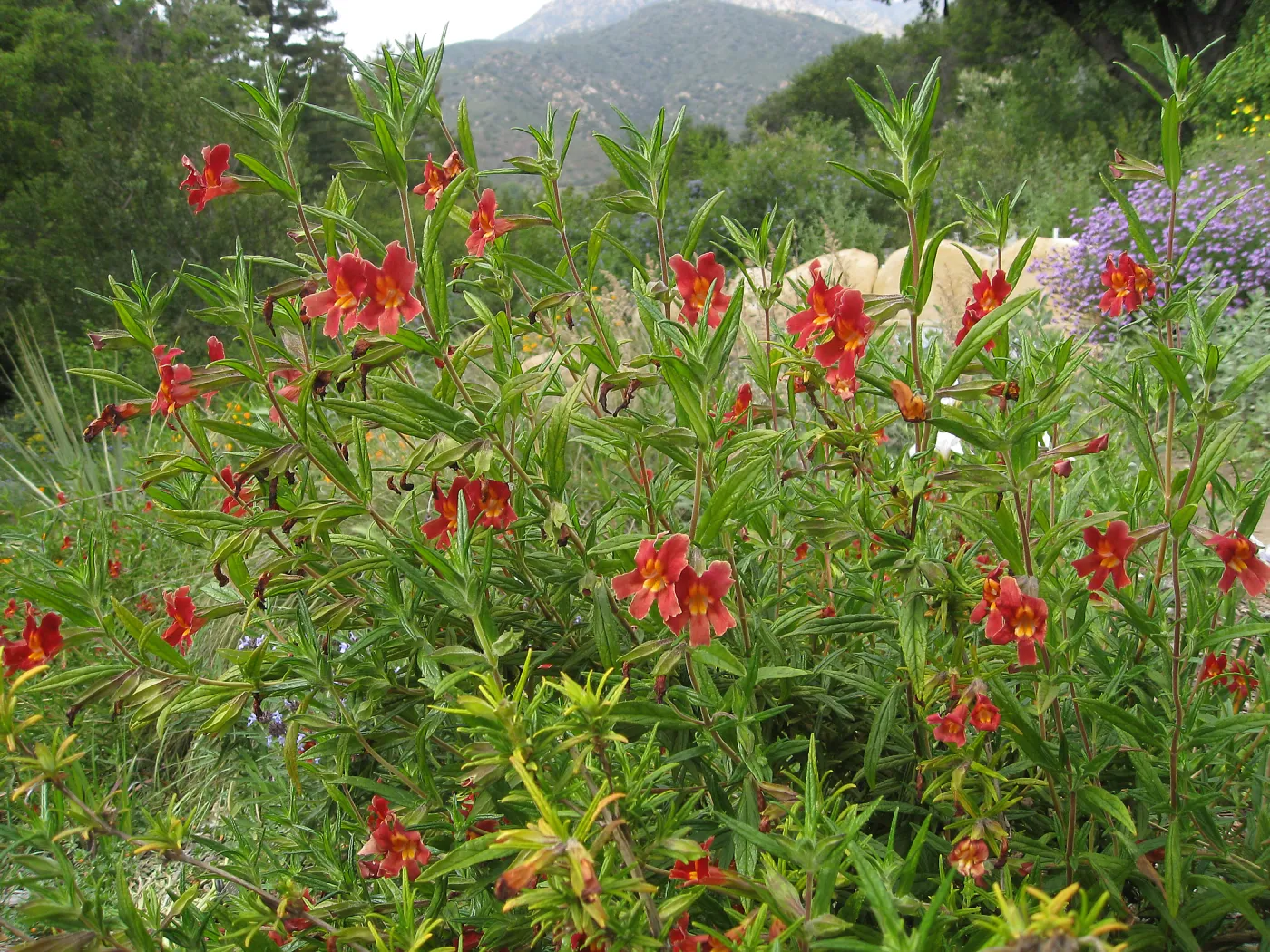 Diplacus 'Jesusita Phoenix', Verbena, Meadow View
