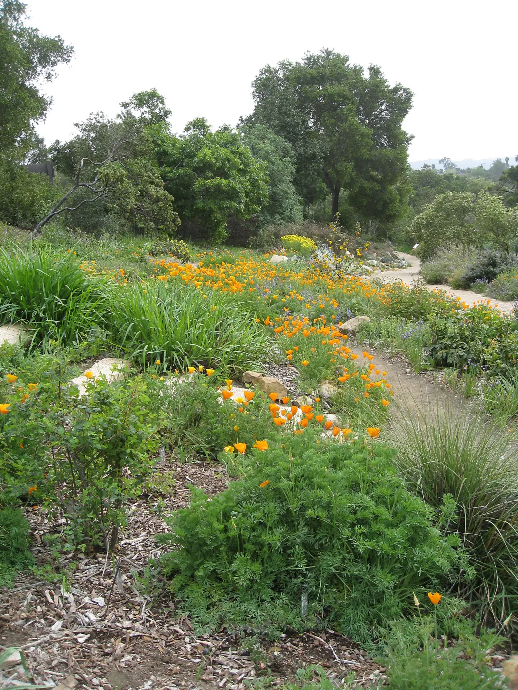 Poppies and Penstemon, Meadow View