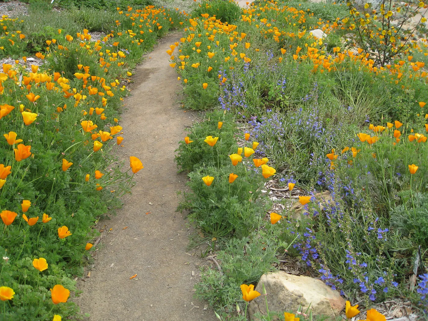 Poppies and Penstemon, Meadow View