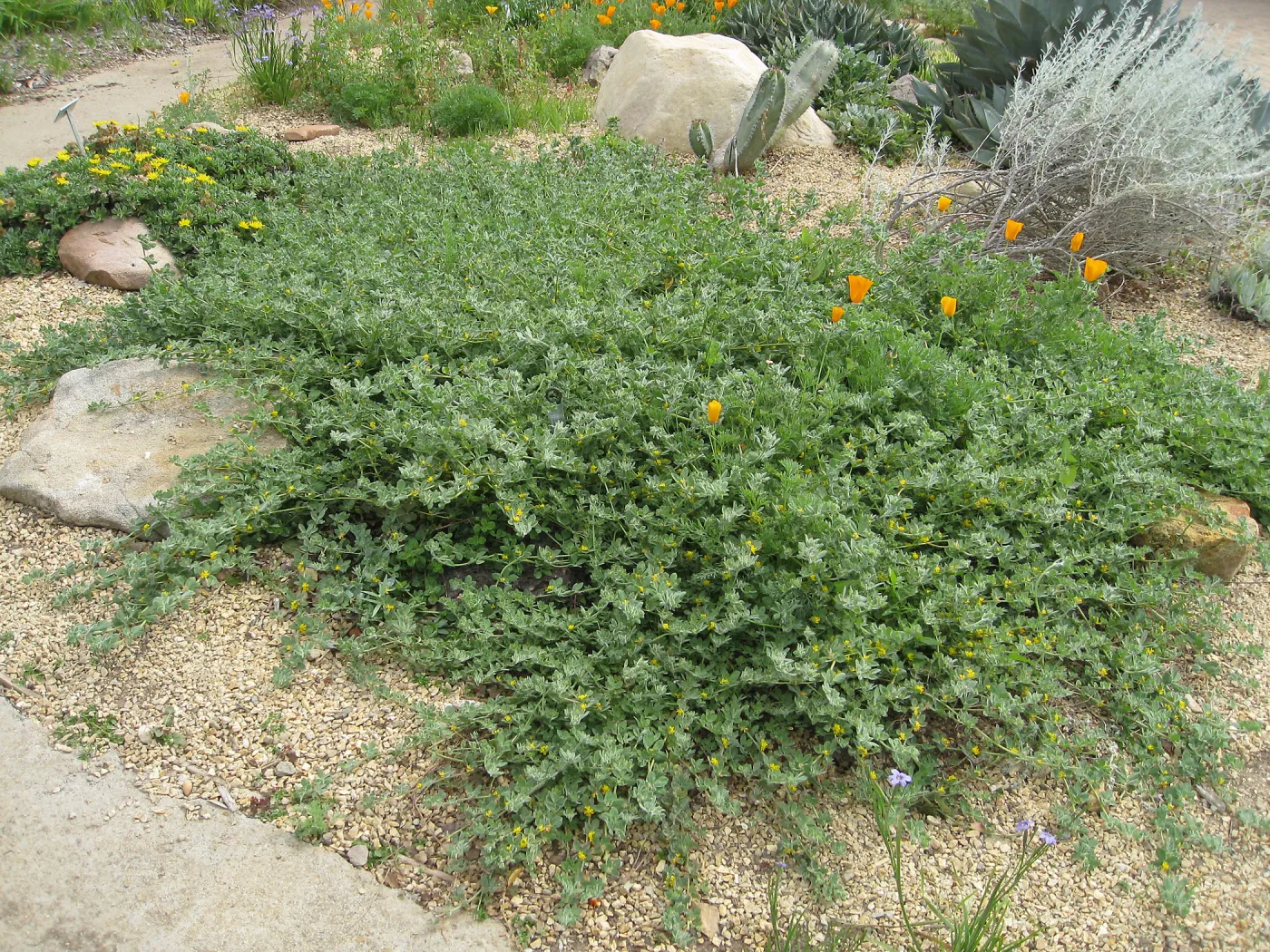Lotus heermanii, Dudleya display