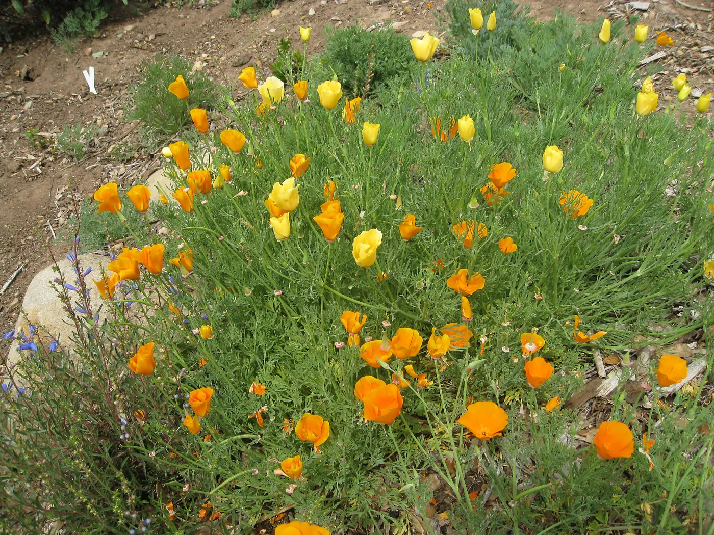 California Poppies
