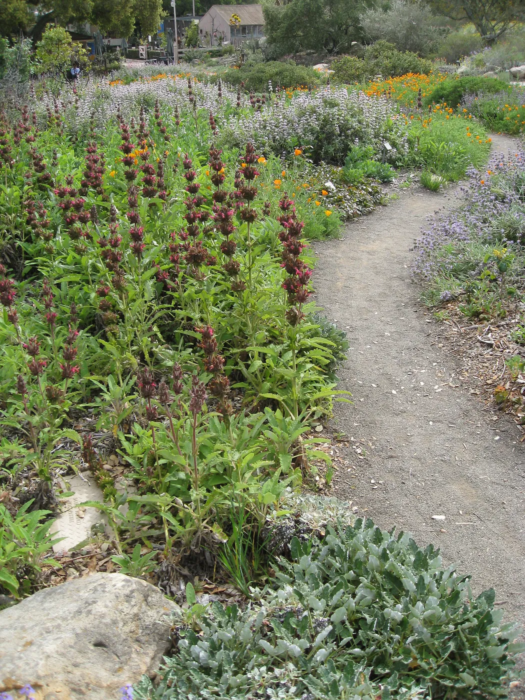 Salvia (Sage) spathacea in ground cover display