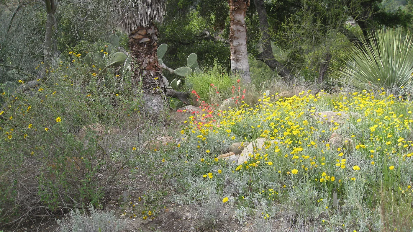 Baileya multiradiata, Desert section