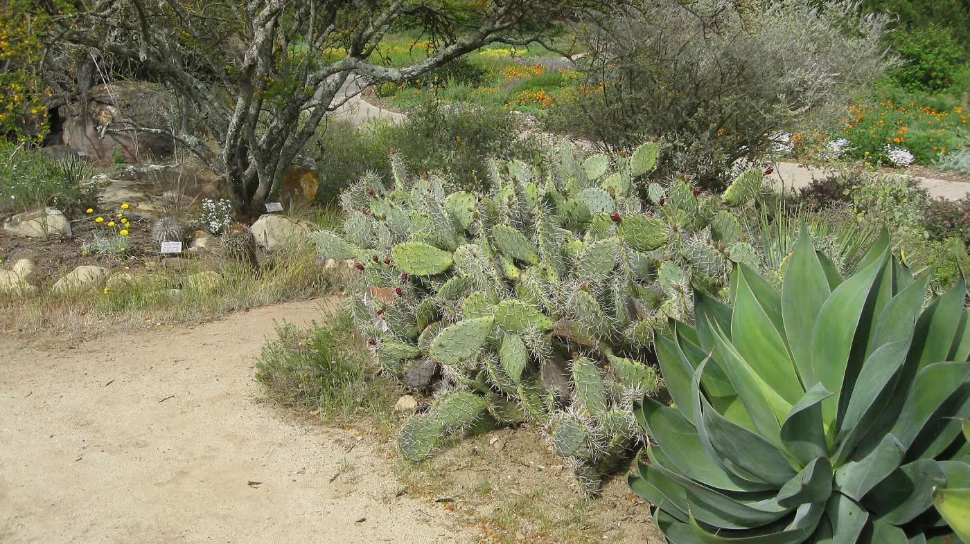 Agave 'Blue Flame', Opuntia littoralis, Desert section