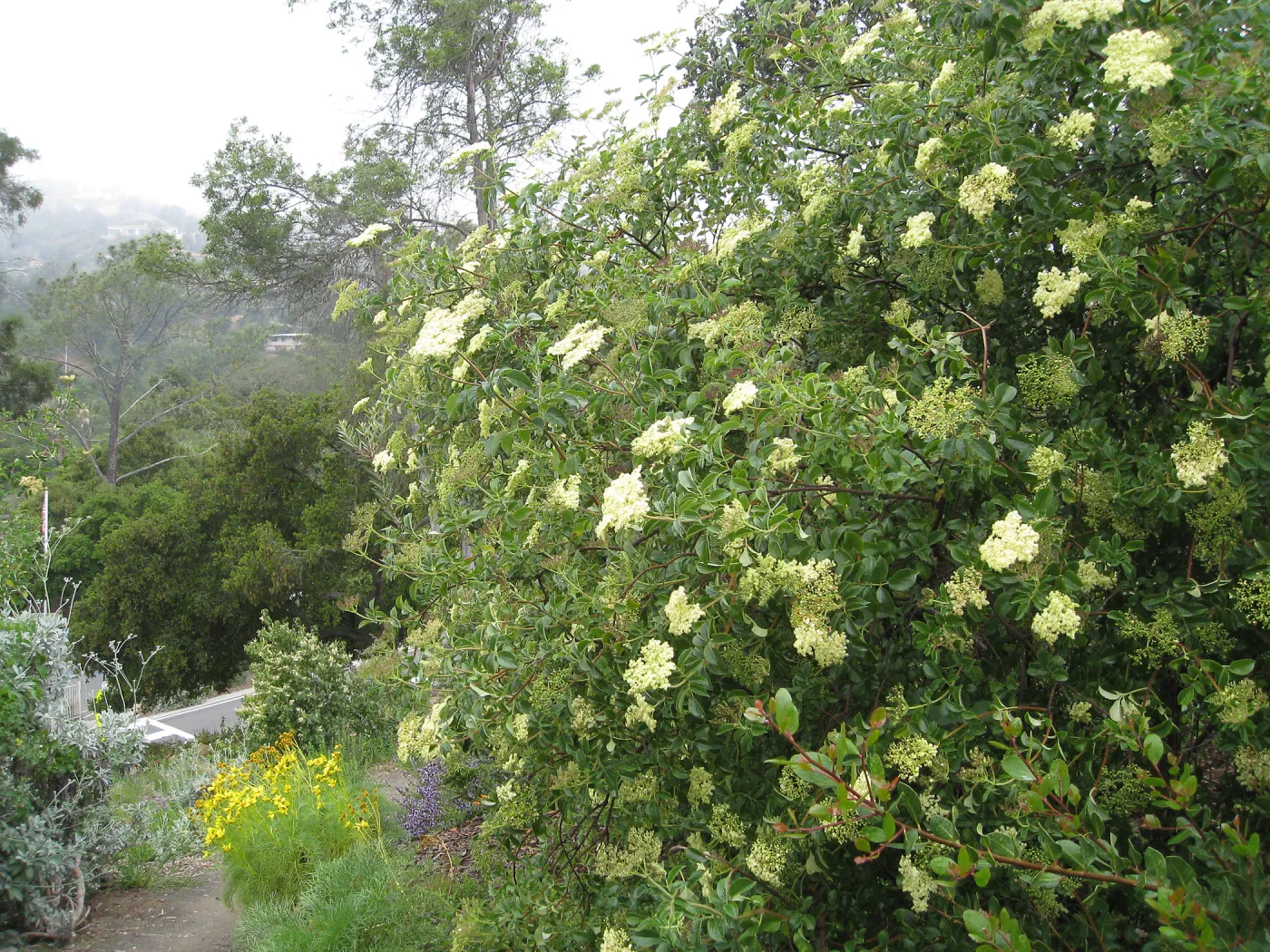 Elderberry on Porter trail
