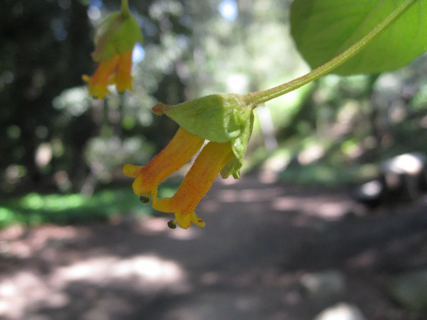 Twinberry, Lonicera involucrata in Redwood section