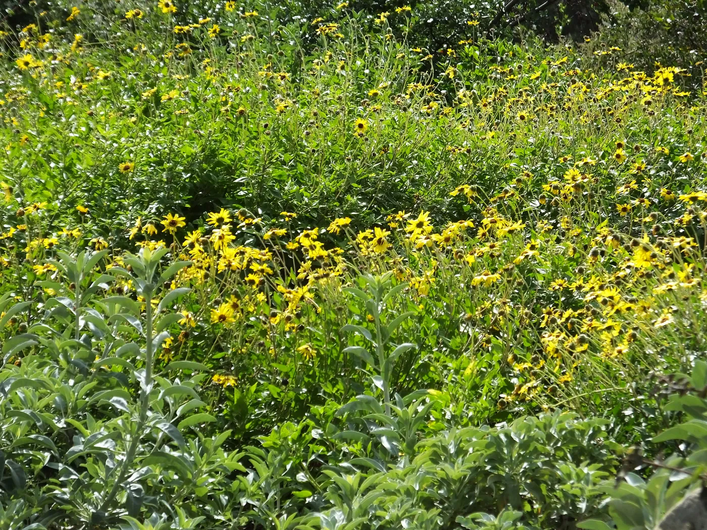 Wildflowers along Porter Trail