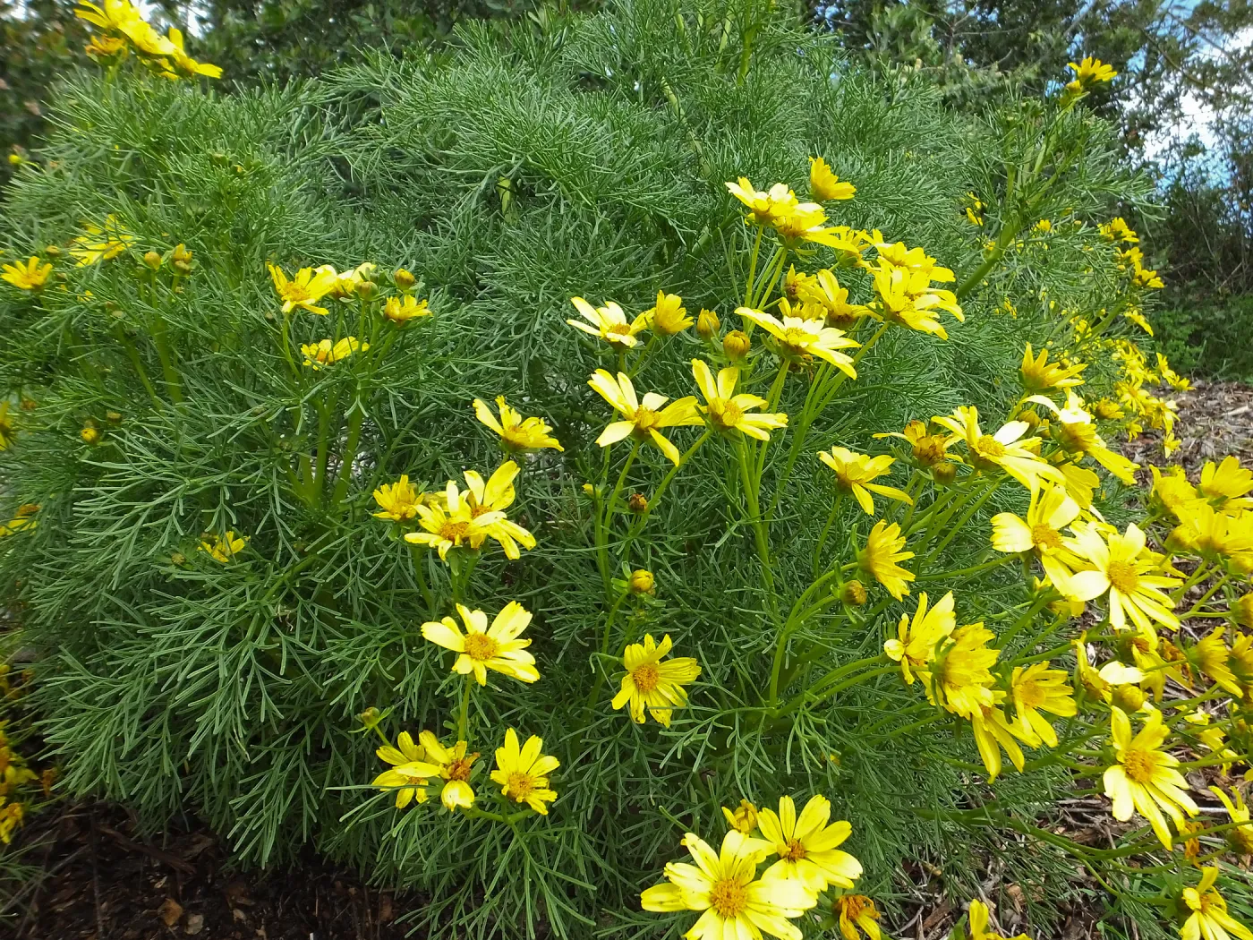 Giant coreopsis in bloom on Porter Trail