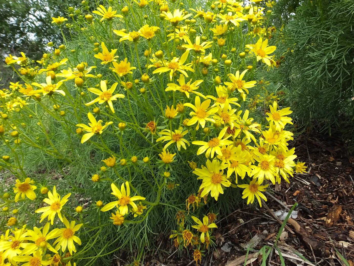 Giant coreopsis in bloom on Porter Trail
