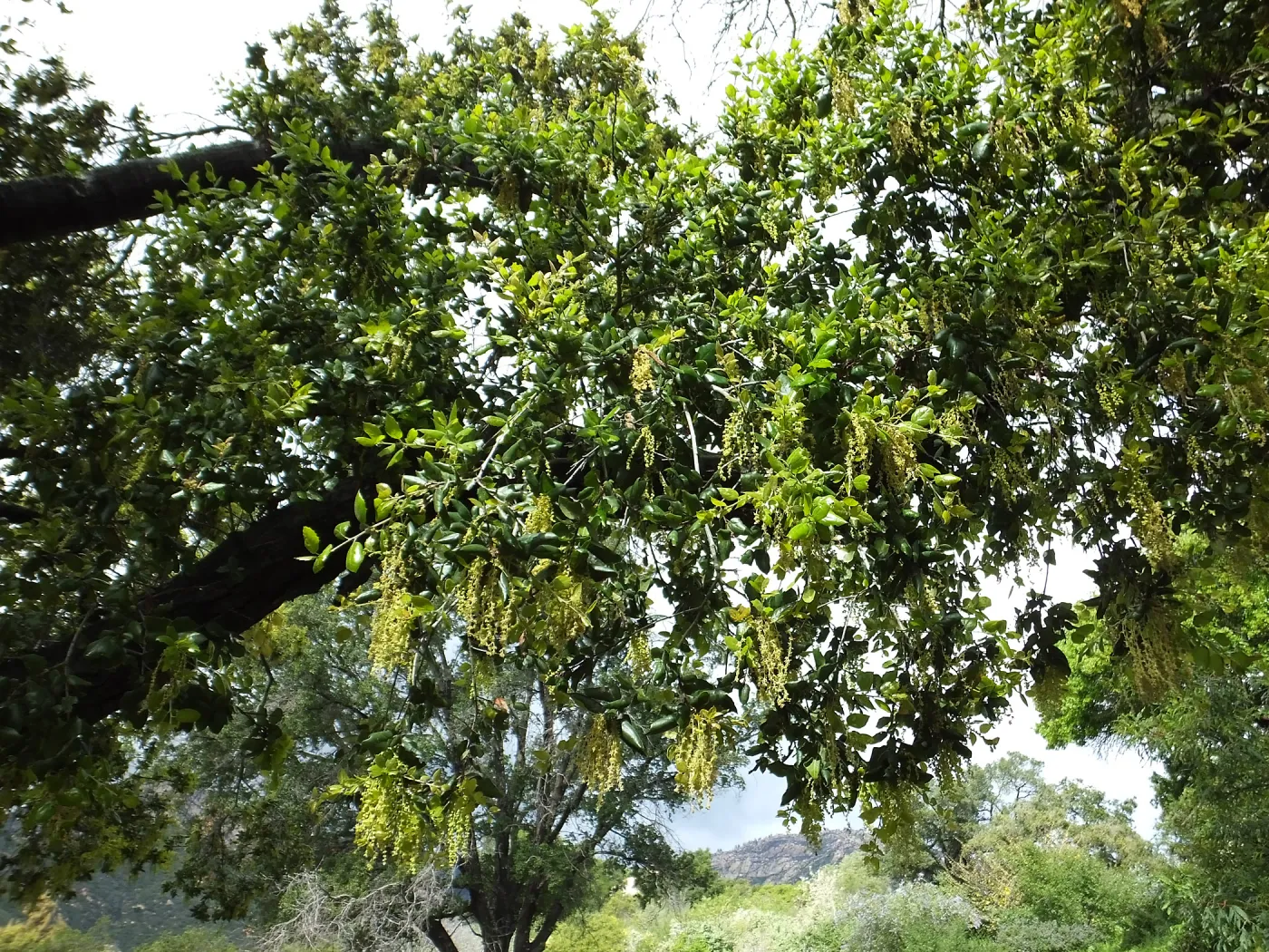Oak flowering on Porter Trail