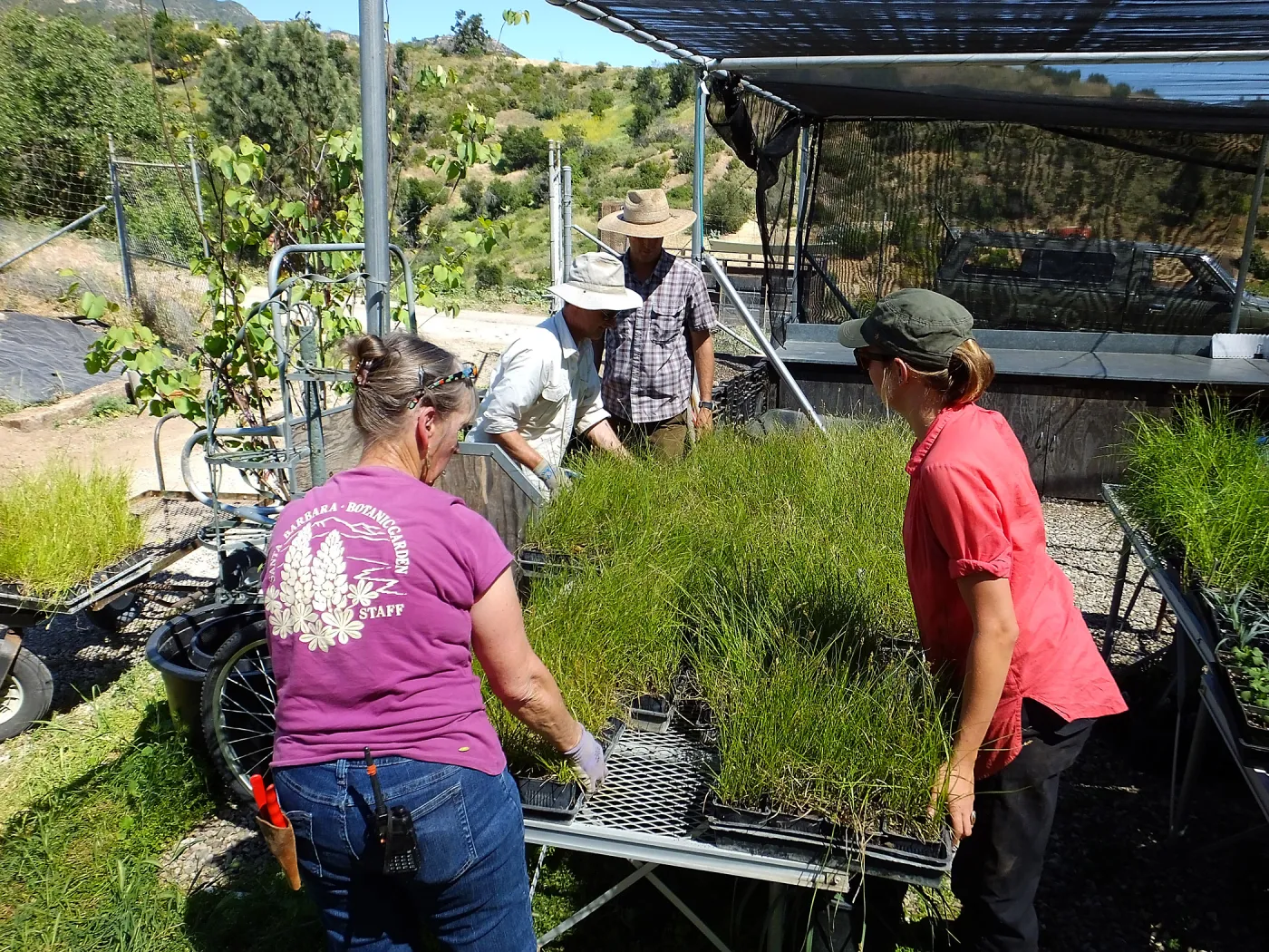 Spring Plant Sale 2015 plant delivery from Santa Barbara Natives