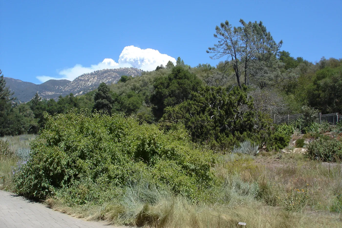 Smoke from the Zaca Fire