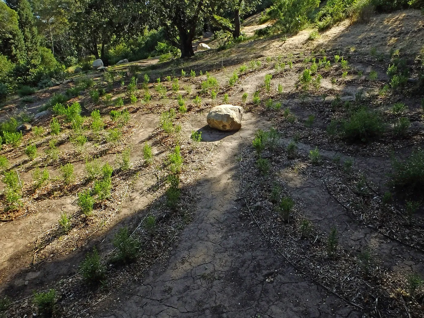 Centennial Maze