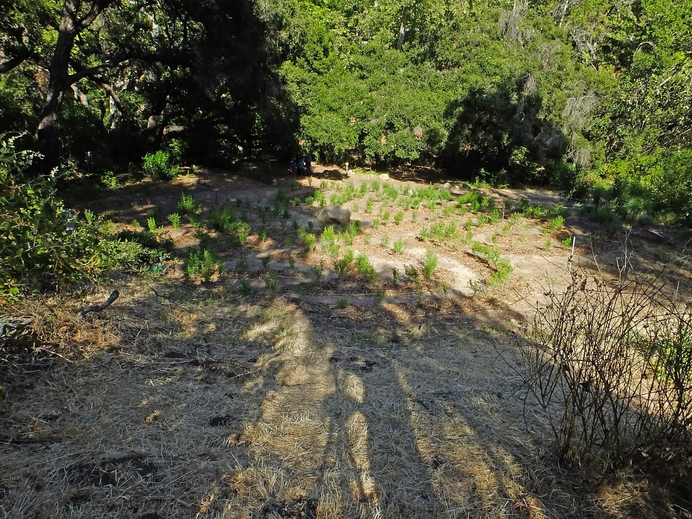 Centennial Maze