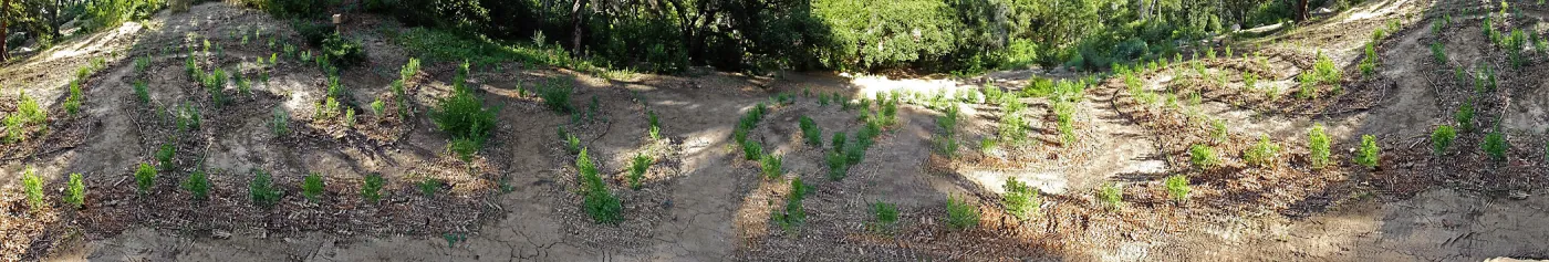 Centennial Maze