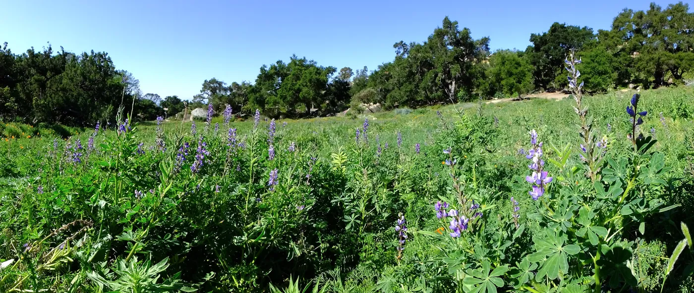 Meadow Wildflowers