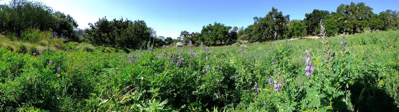 Meadow Wildflowers