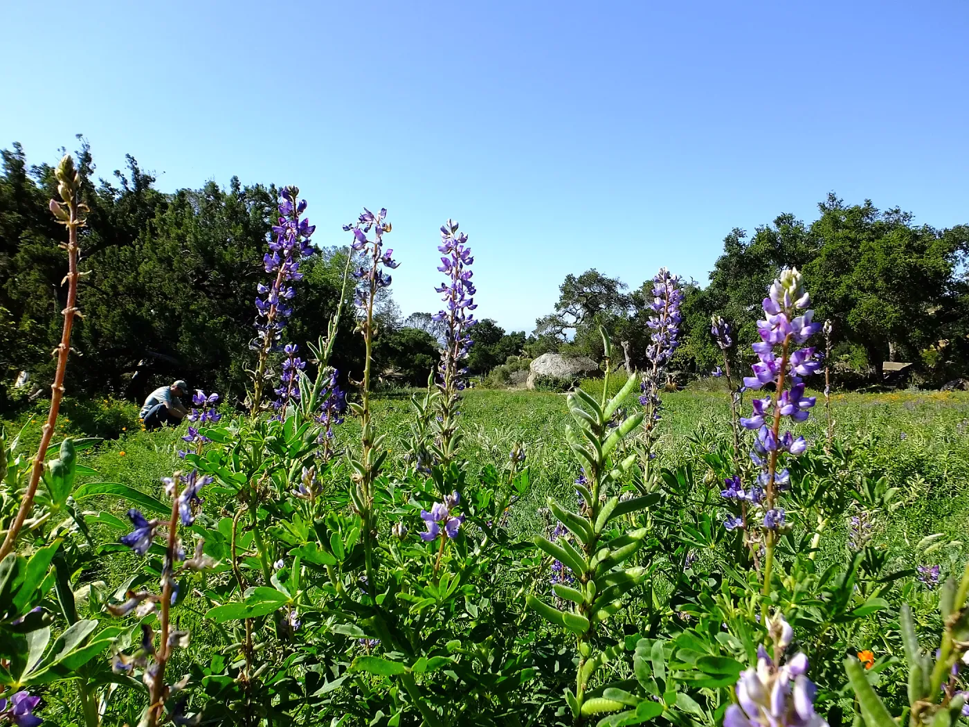 Meadow Wildflowers