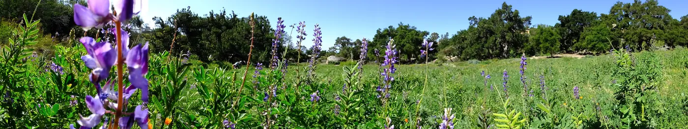 Meadow Wildflowers