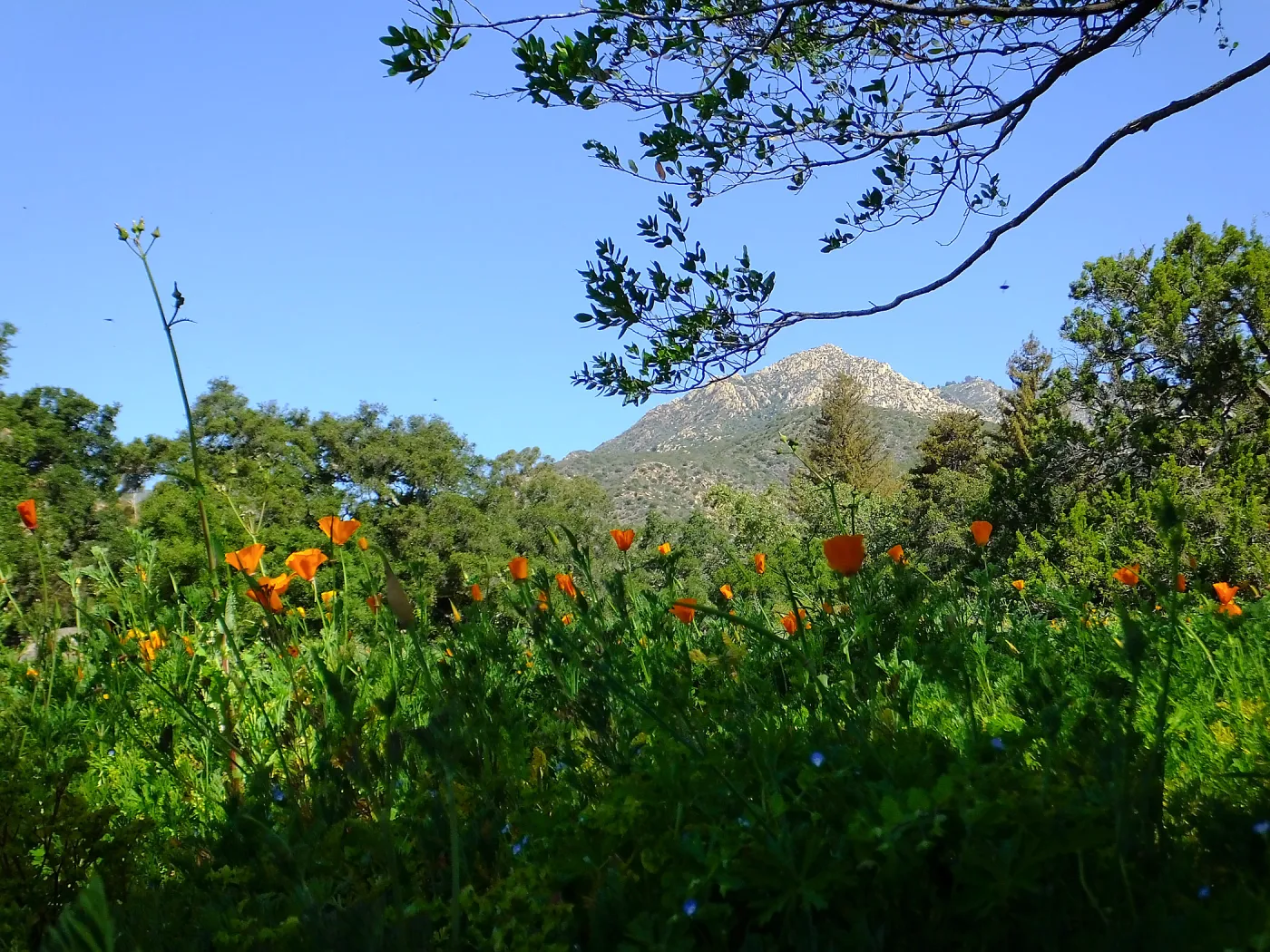 Meadow Wildflowers
