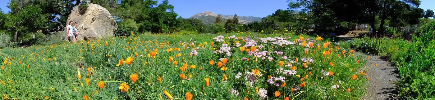Ground Cover Display Wildflowers
