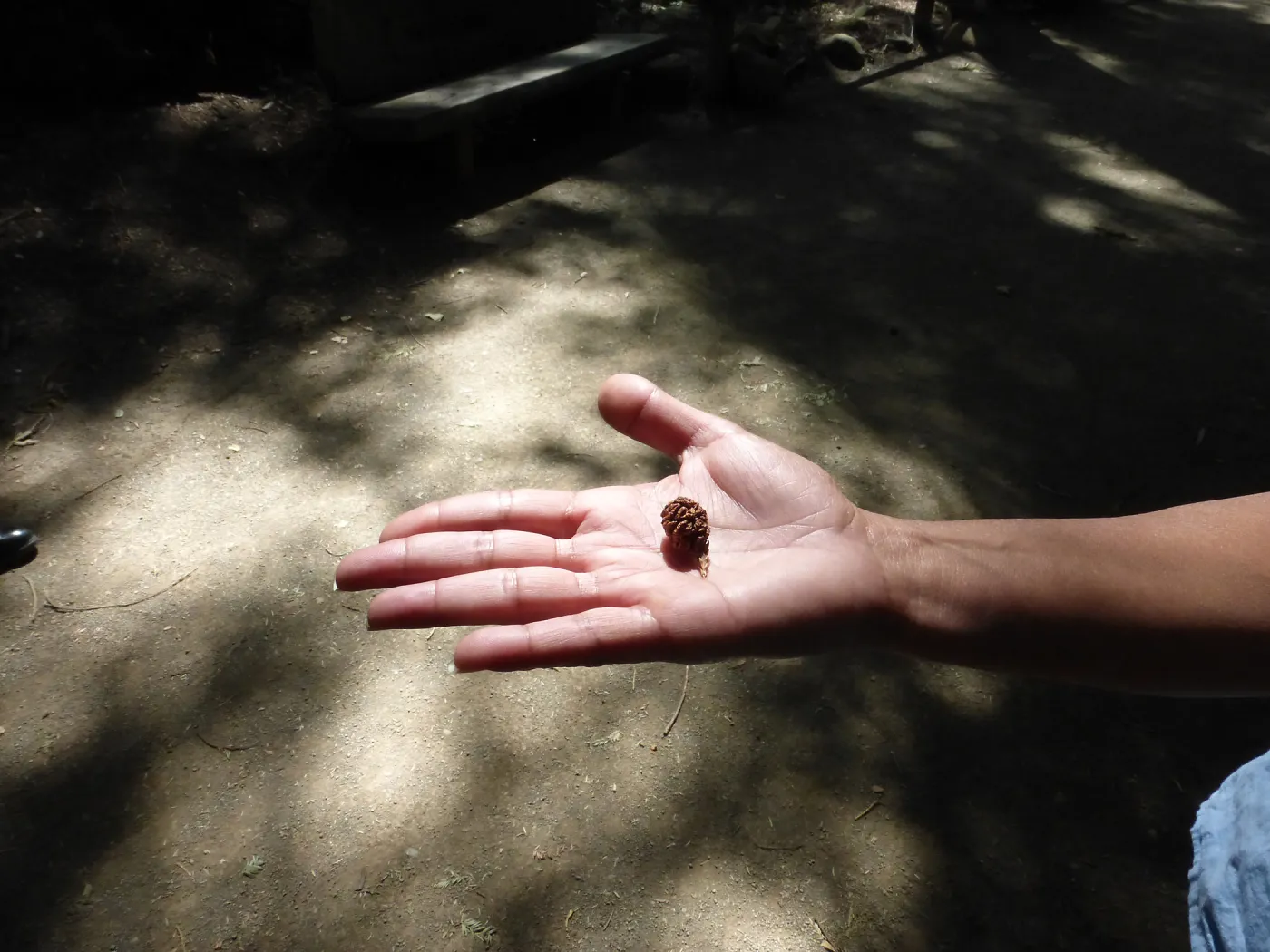Coast Redwood cone, From the smallest cone grows the tallest tree
