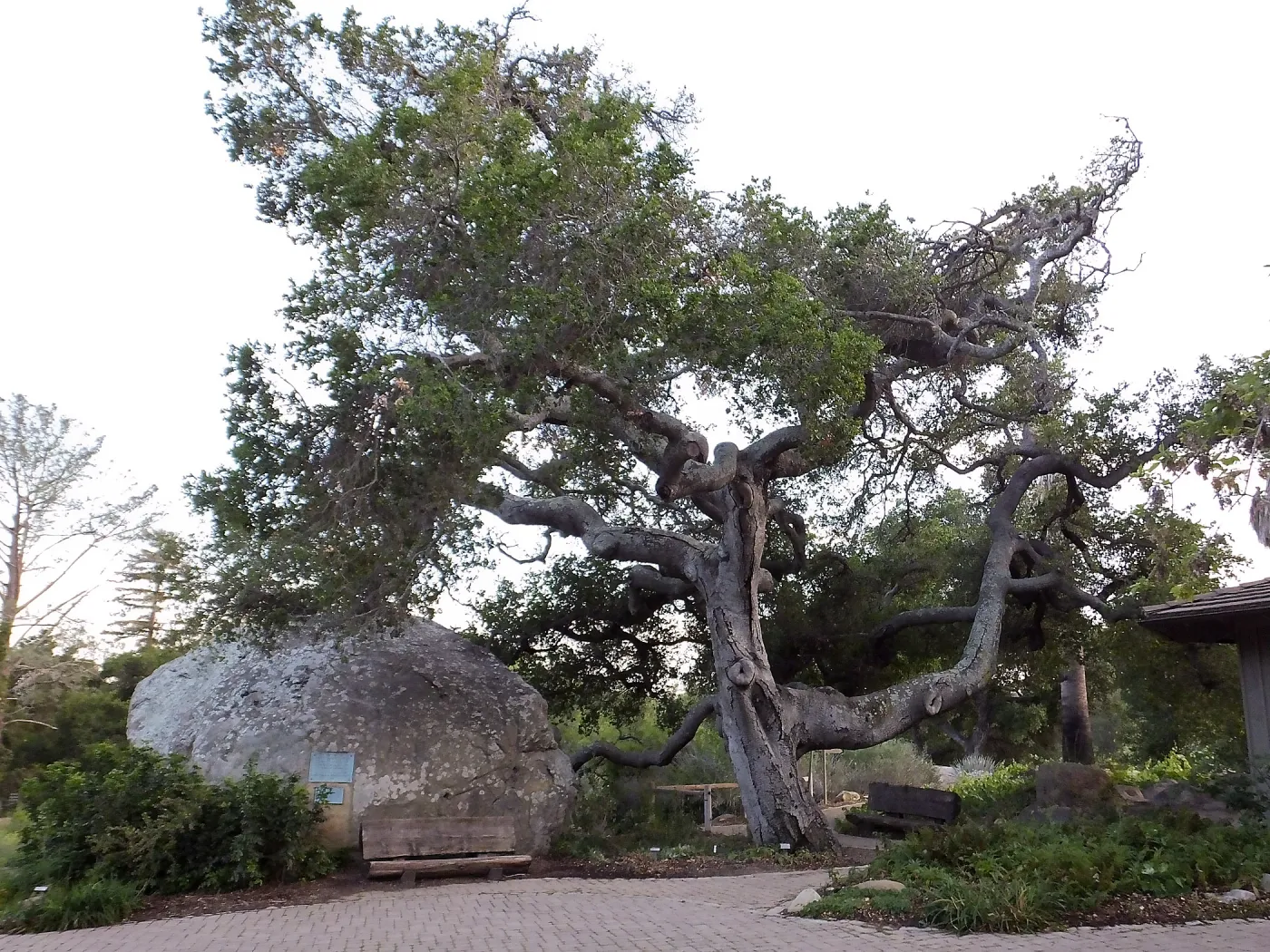 Blaksley Boulder and Oak