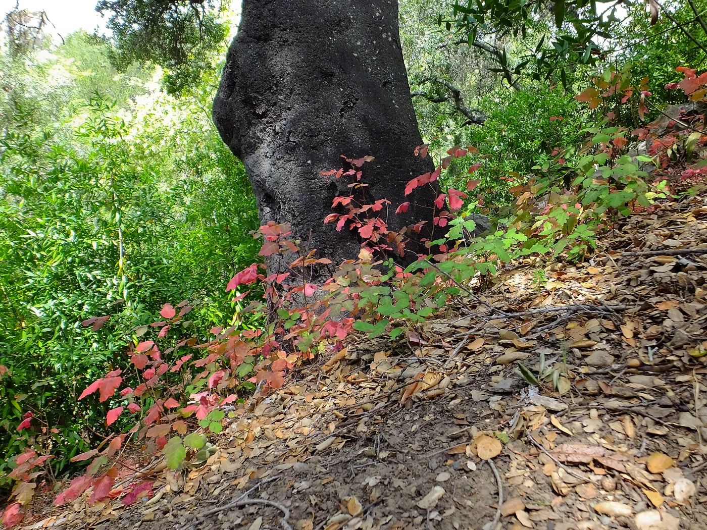 Poison oak