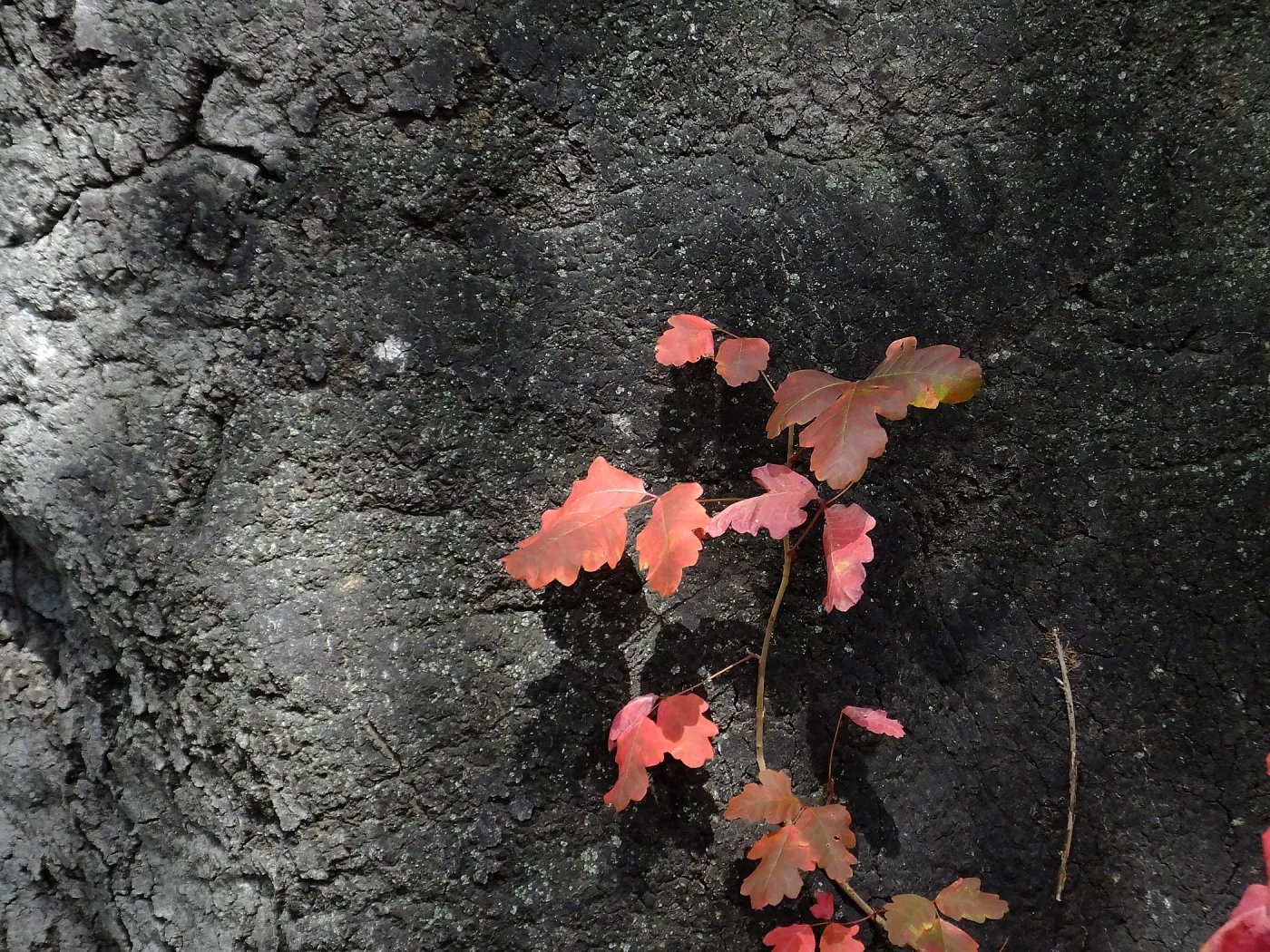 Poison oak